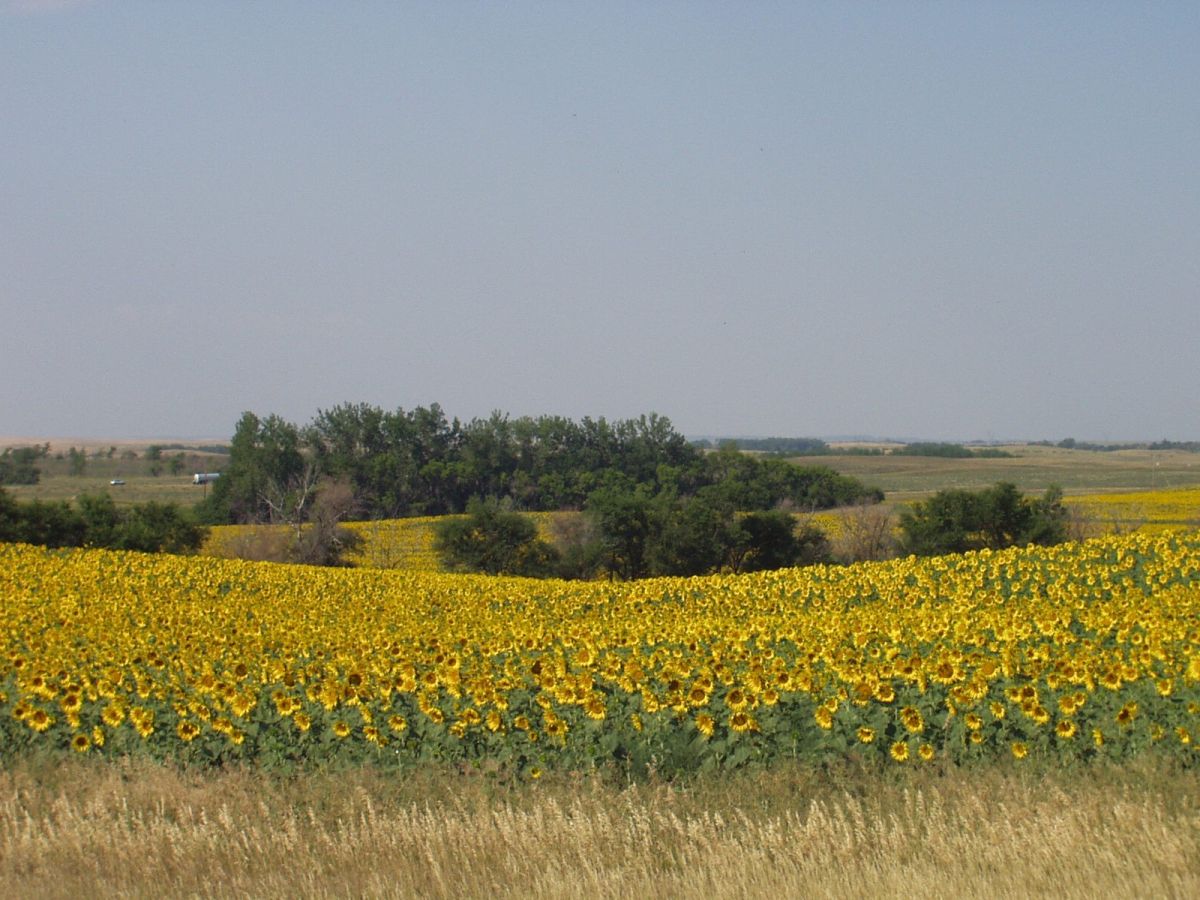 Sunflower Crop